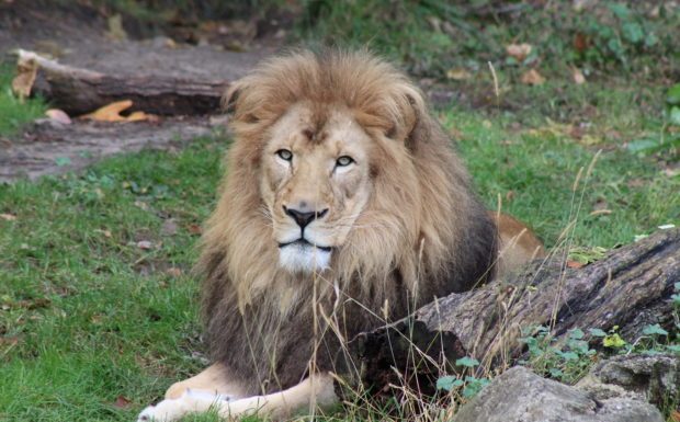 John Ball Zoo & Celebration Cinema – Partnership for Lion Conservation
