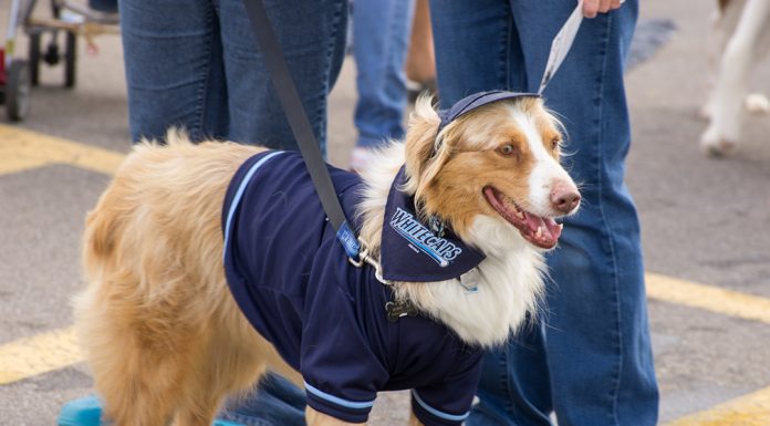 World’s Largest Dog Wash Supporting Gilda’s Club Grand Rapids to be Held July 28 at Fifth Third Ballpark