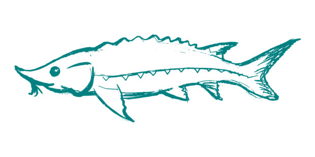 You Can Help John Ball Zoo Win $25,000 for Lake Sturgeon Conservation