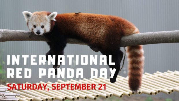 International Red Panda Day at John Ball Zoo