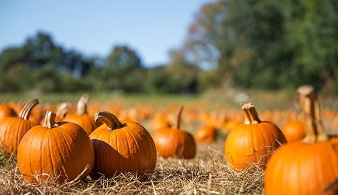 5 Things to Do This Weekend, Oct. 11-13