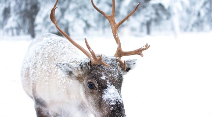 5 Things to do This Weekend, November 29 – December 1
