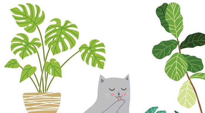 Keep Houseplants Healthy While Keeping Pets Safe