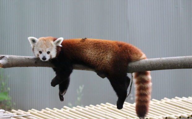 Last Day for 2019 Season Quickly Approaching for John Ball Zoo