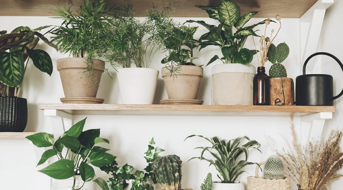 Increase Indoor Garden Success with Proper Watering
