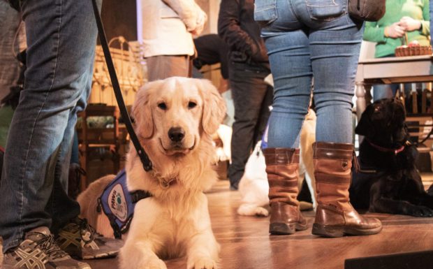 Civic Theatre Hosts PAWS WITH A CAUSE® for Streetcar Preview
