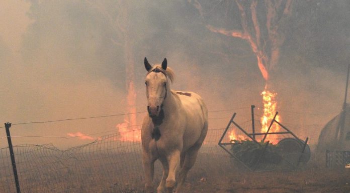 Here’s everything you need to know about the fires in Australia—and how you can help