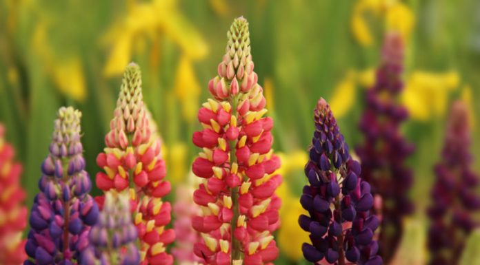 3 Perennial Gardening Pointers